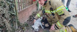 Uratowany z pożaru pies