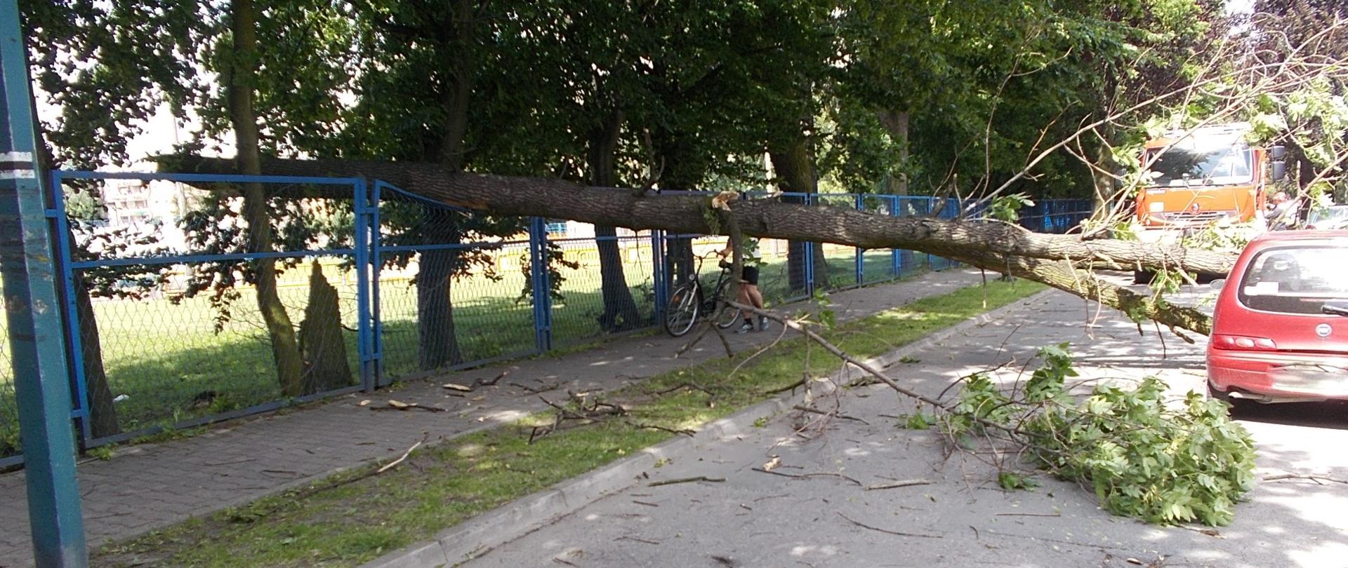 Zdjęcie przedstawia przewrócone drzewo na samochód osobowy