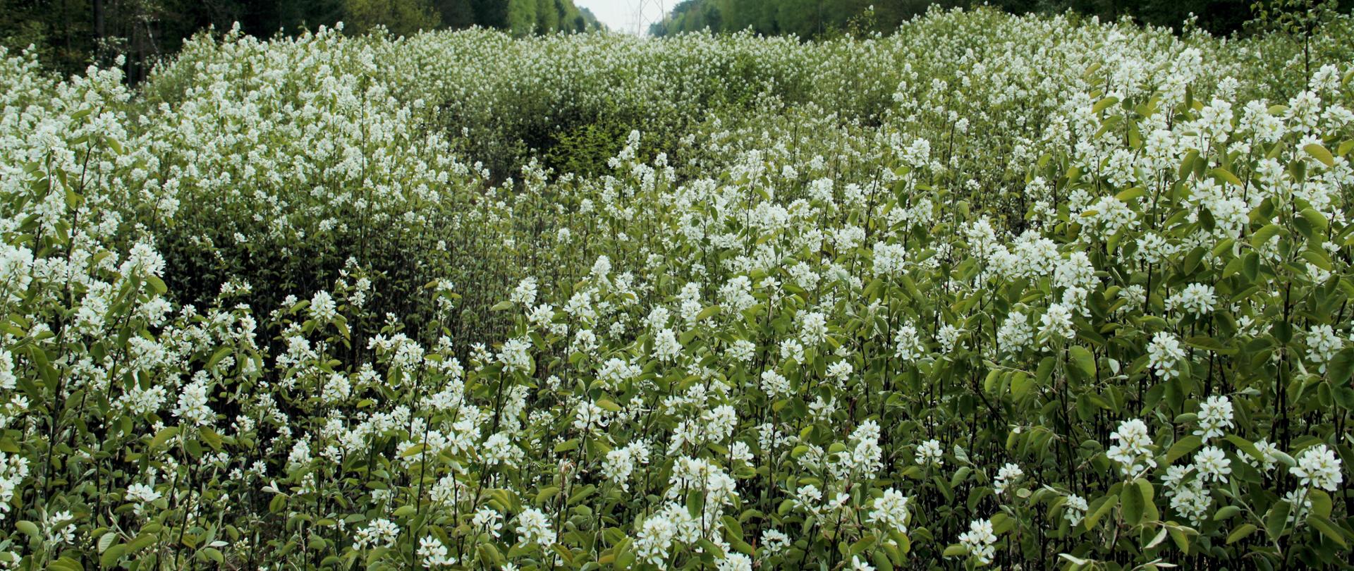 Na zdjęciu widoczny pas pomiędzy drzewami świdośliwy kłosowej, która posiad liczne białe kwiaty.
