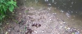 Potok Czernisławka w Odrzechowej. Na brzegu widoczne ślady ciemnej substancji. 