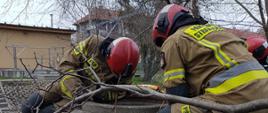 Wydobycie kota uwięzionego w studzience kanalizacyjnej w Brzegu przy ul. Włościańskiej