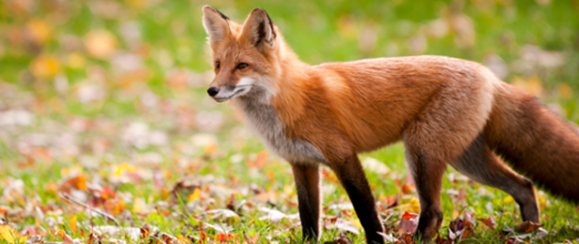 lis wścieklizna 2021