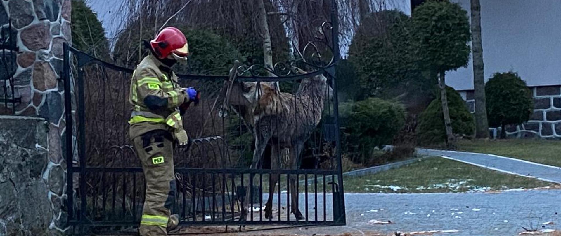 Jeleń w bramie kościoła
