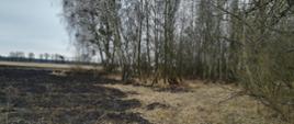 Zdjęcie przedstawia wypaloną trawę