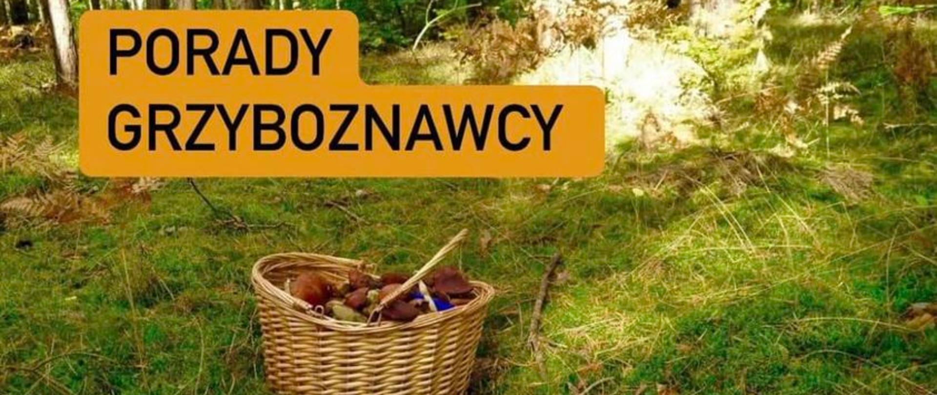 Porady grzyboznawcy