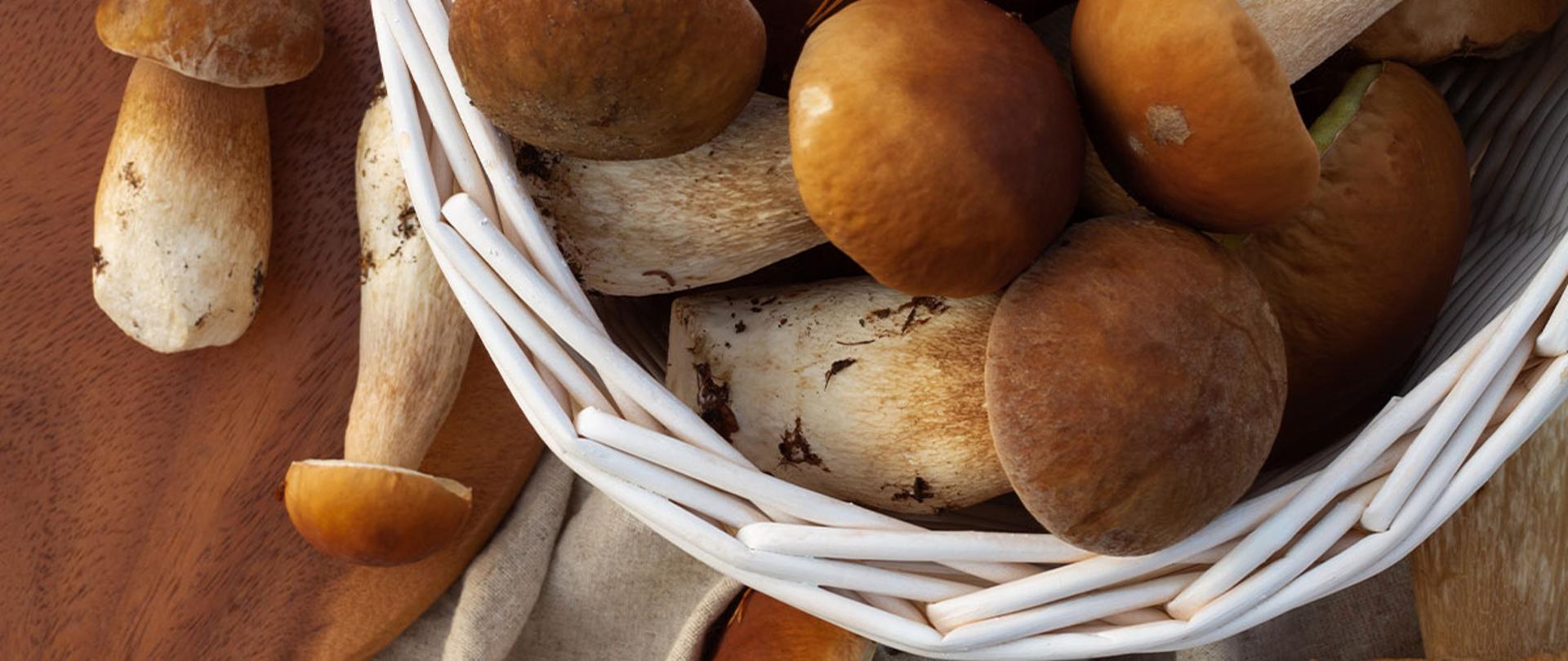 JAK ZBIERAĆ GRZYBY, BY UNIKNĄĆ ZATRUCIA