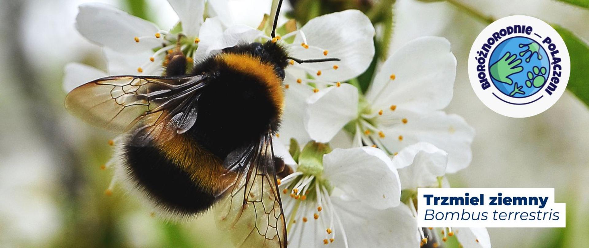 Na zdjęciu widoczny jest trzmiel ziemny. Na dole strony widnieje napis: Trzmiel ziemny, Bombus terrestris. Na górze grafiki, w prawym górnym rogu zamieszczone jest logo kampanii z hasłem Bioróżnorodnie połączeni.