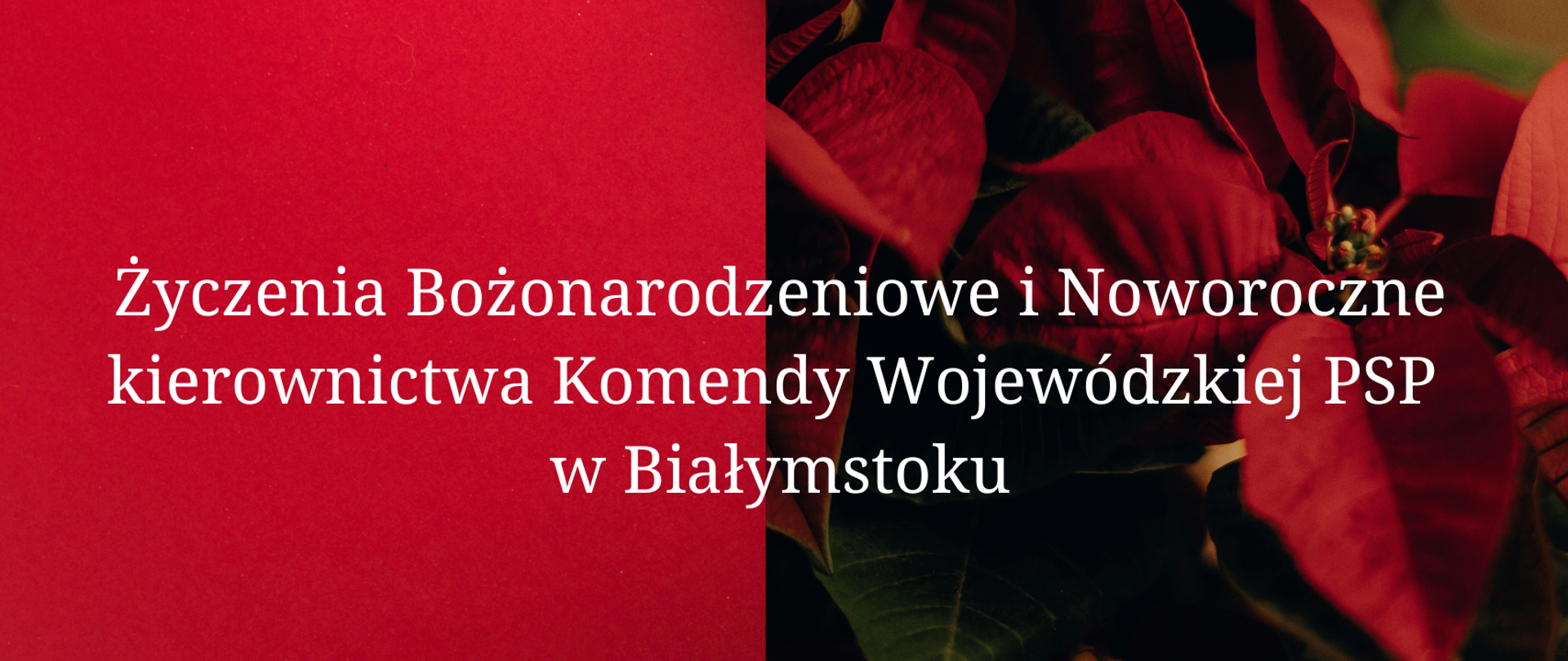 Życzenia świąteczne - baner - białe litery na czerwonym tle i na tle kwiatu - gwiazdy betlejemskiej