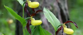 Wroni Dół – obuwik pospolity Cyprypedium calceolus