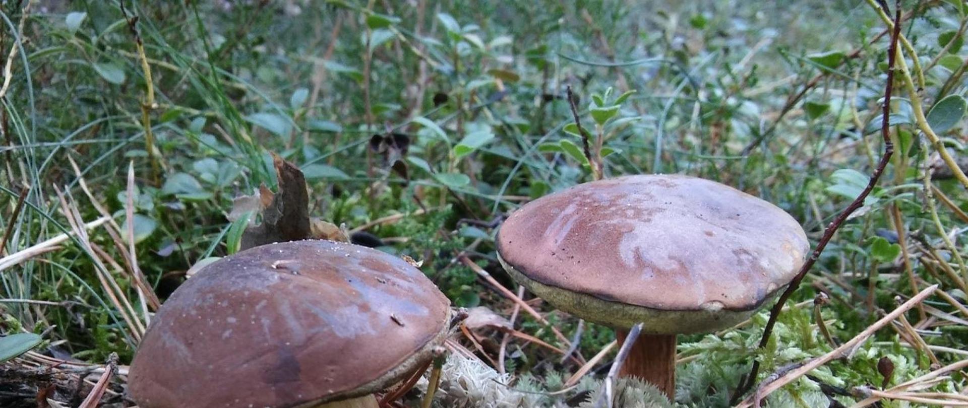 Podgrzybek w leśnej trawie