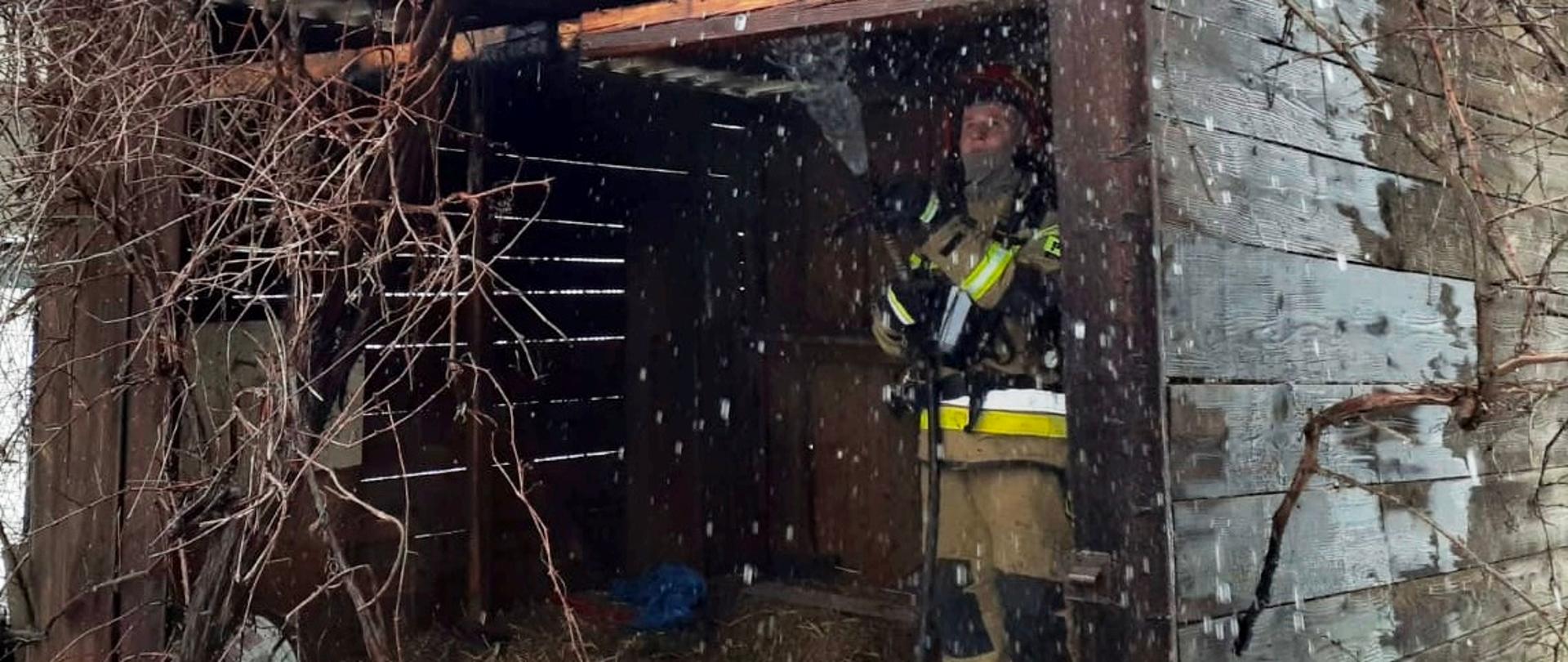 Strażak wewnątrz szopy podaje prąd wody na jej konstrukcje.