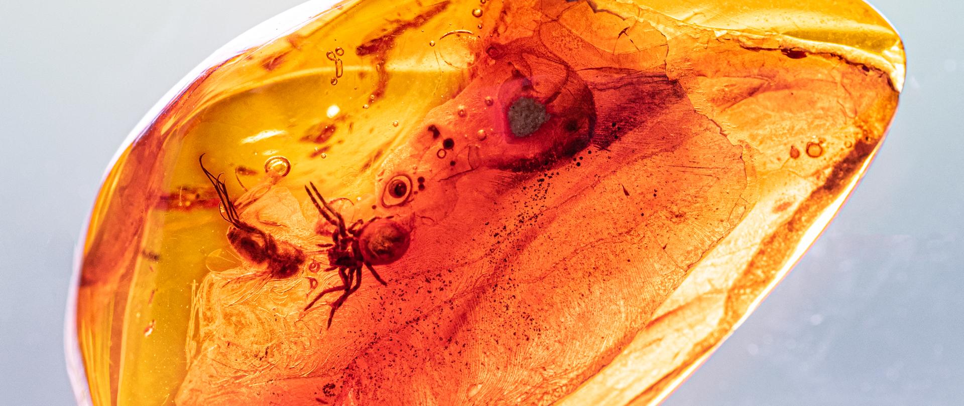 Agnieszka Omen „Syninkluzje w bursztynie - pająk Araneae wraz z muchówką Diptera"