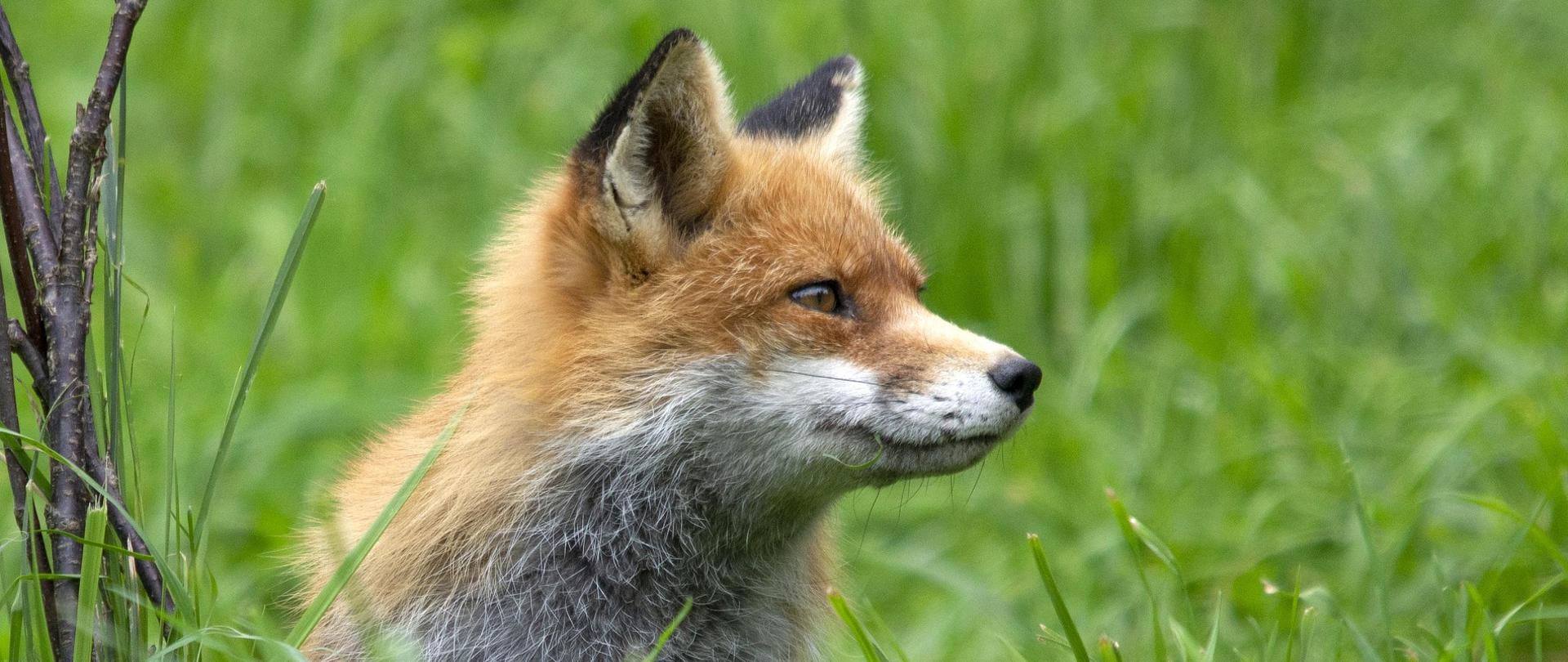 Wiosenna akcja szczepienia lisów