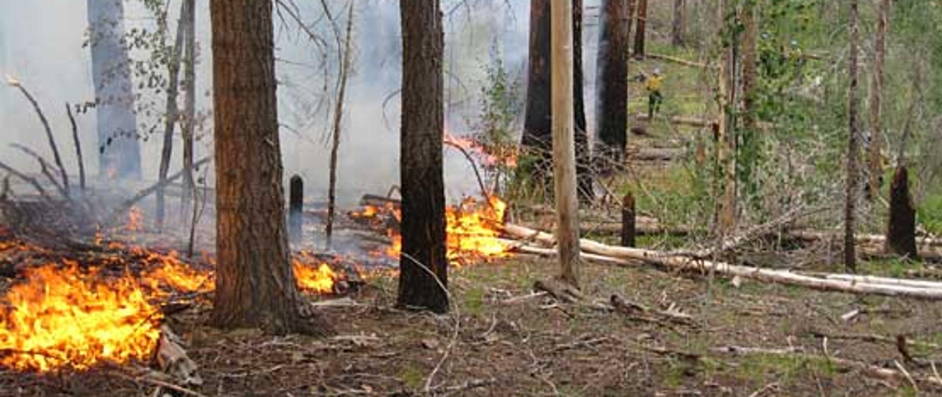 Zagrożenie pożarowe w lasach.