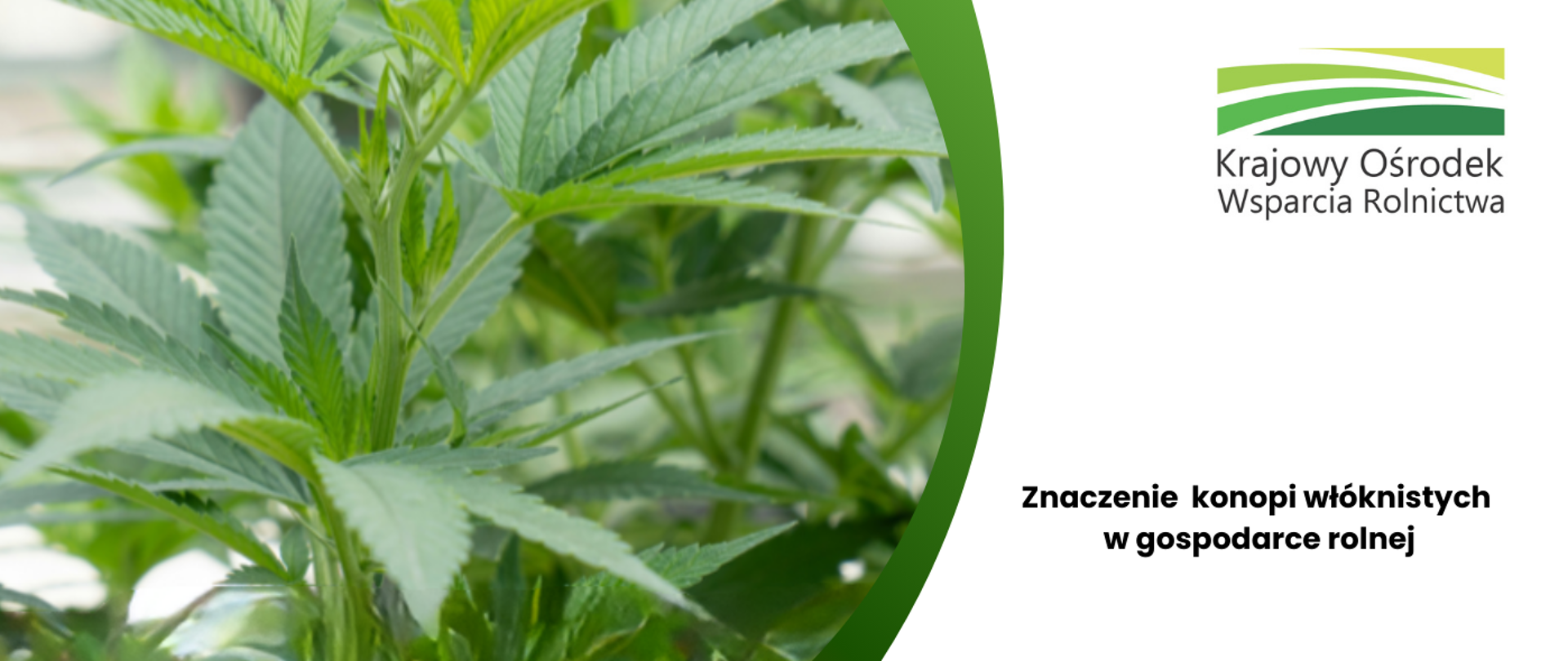 Grafika Znaczenie konopi włóknistych w gospodarce rolnej oraz zdjęciem konopi włóknistych