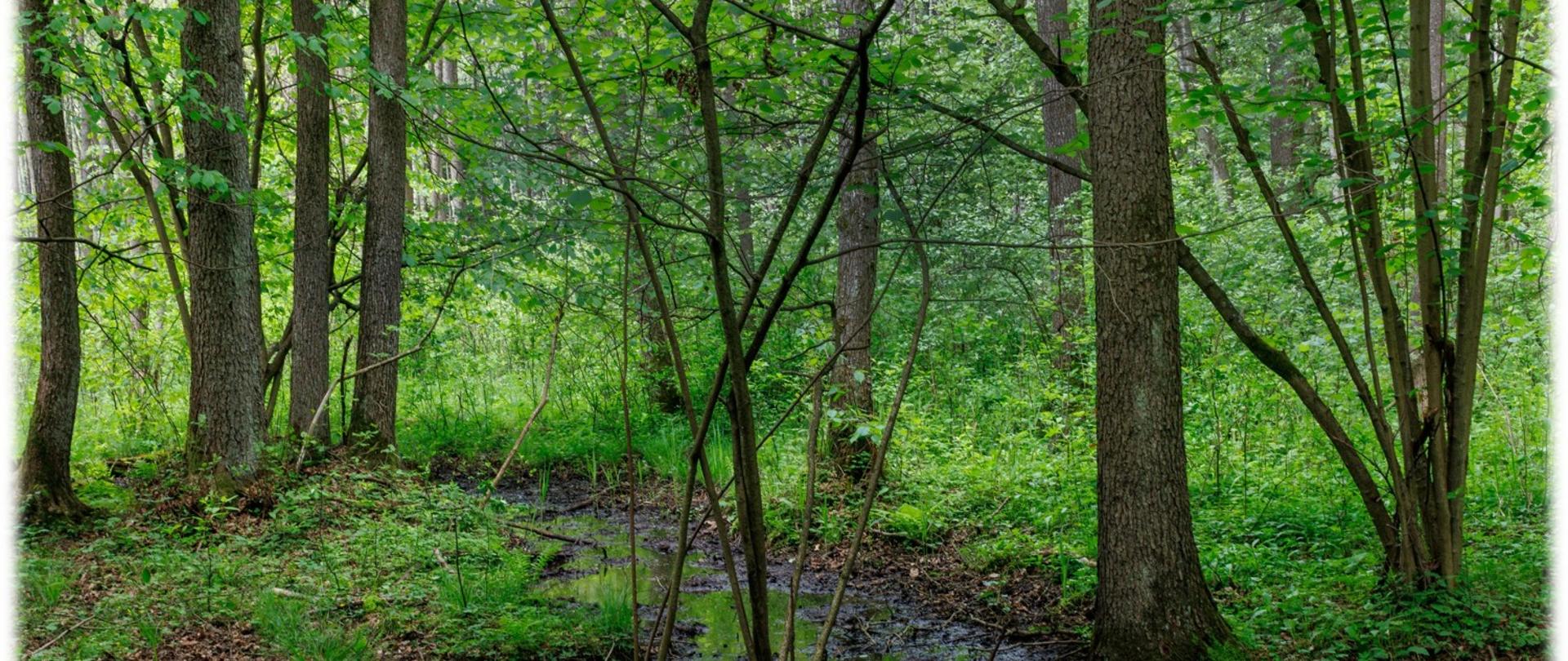 Widok na bagno. Wokół zielona roślinność i drzewa