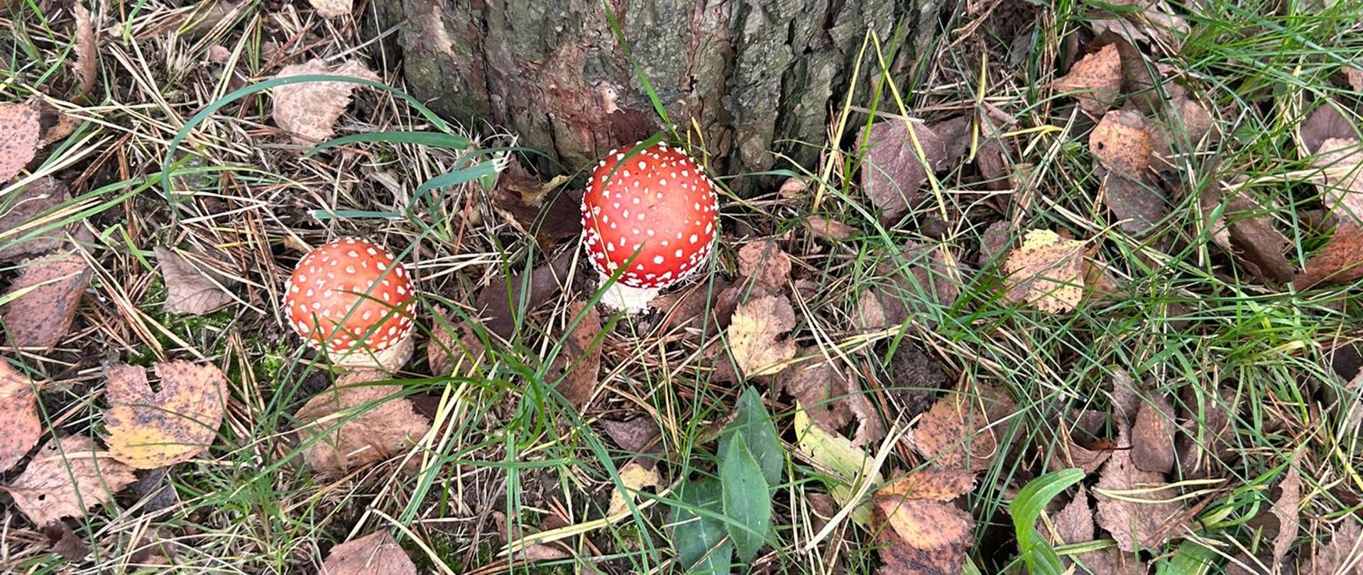 Dwa muchomory rosnące pod drzewem.