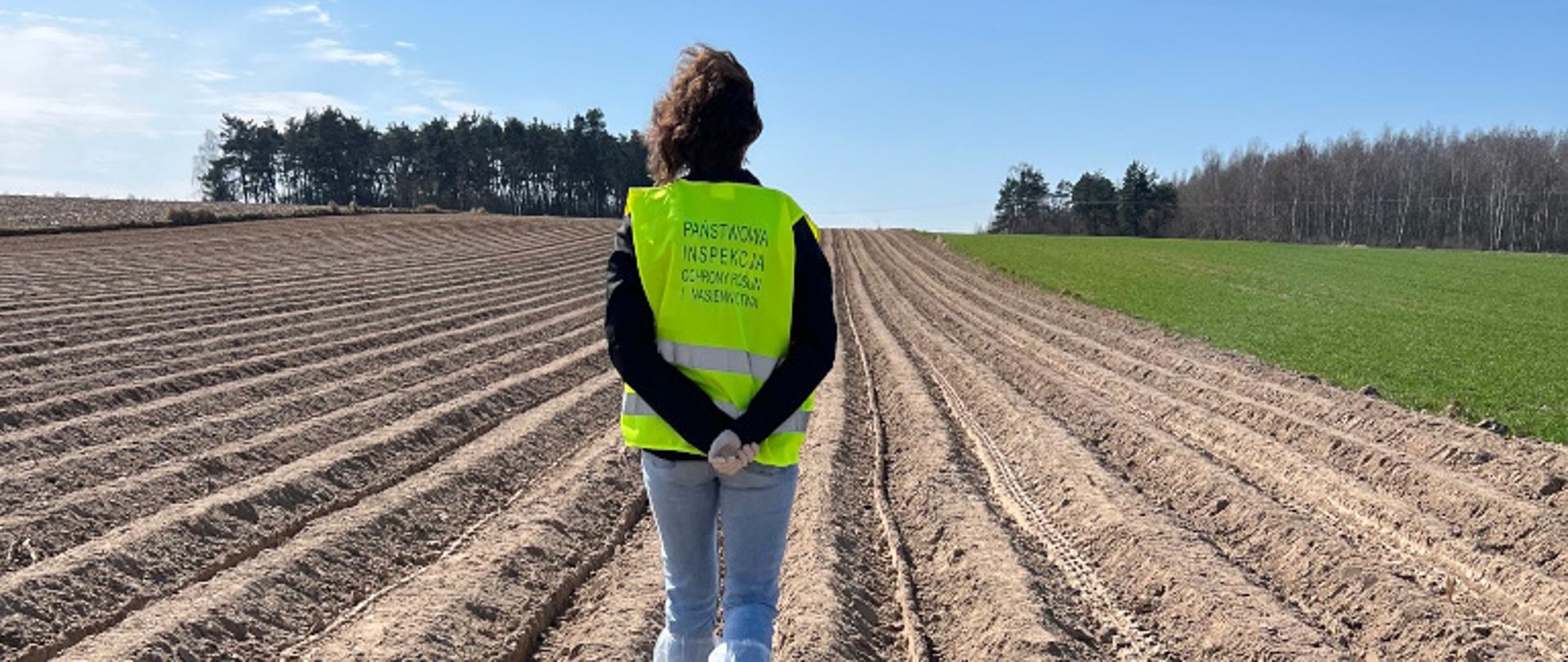 Inspektor PIORiN na plantacji posadzonych ziemniaków