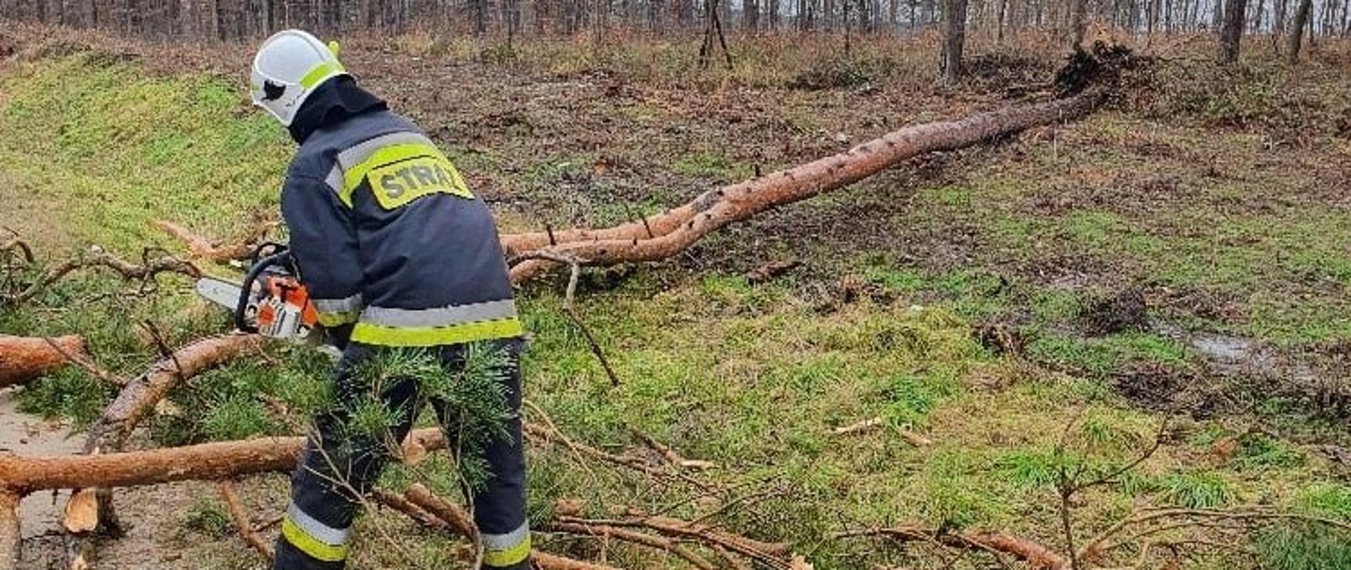 Na zdjęciu strażak tnie powalone drzewo na mniejsze kawałki celem usunięcia. 