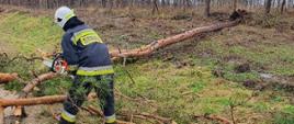 Na zdjęciu strażak tnie powalone drzewo na mniejsze kawałki celem usunięcia. 