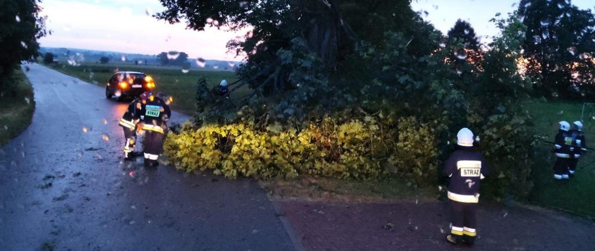 Złamany konar drzewa przy drodze