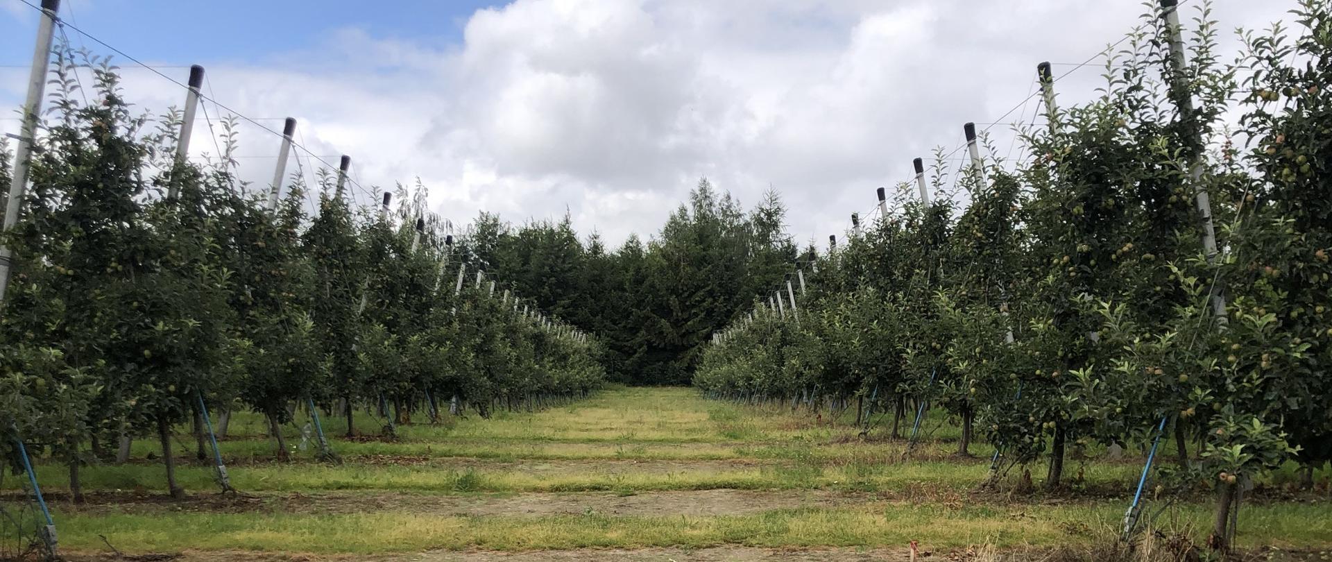 Sad jabłonowy - fot. D.Szarwarkowska