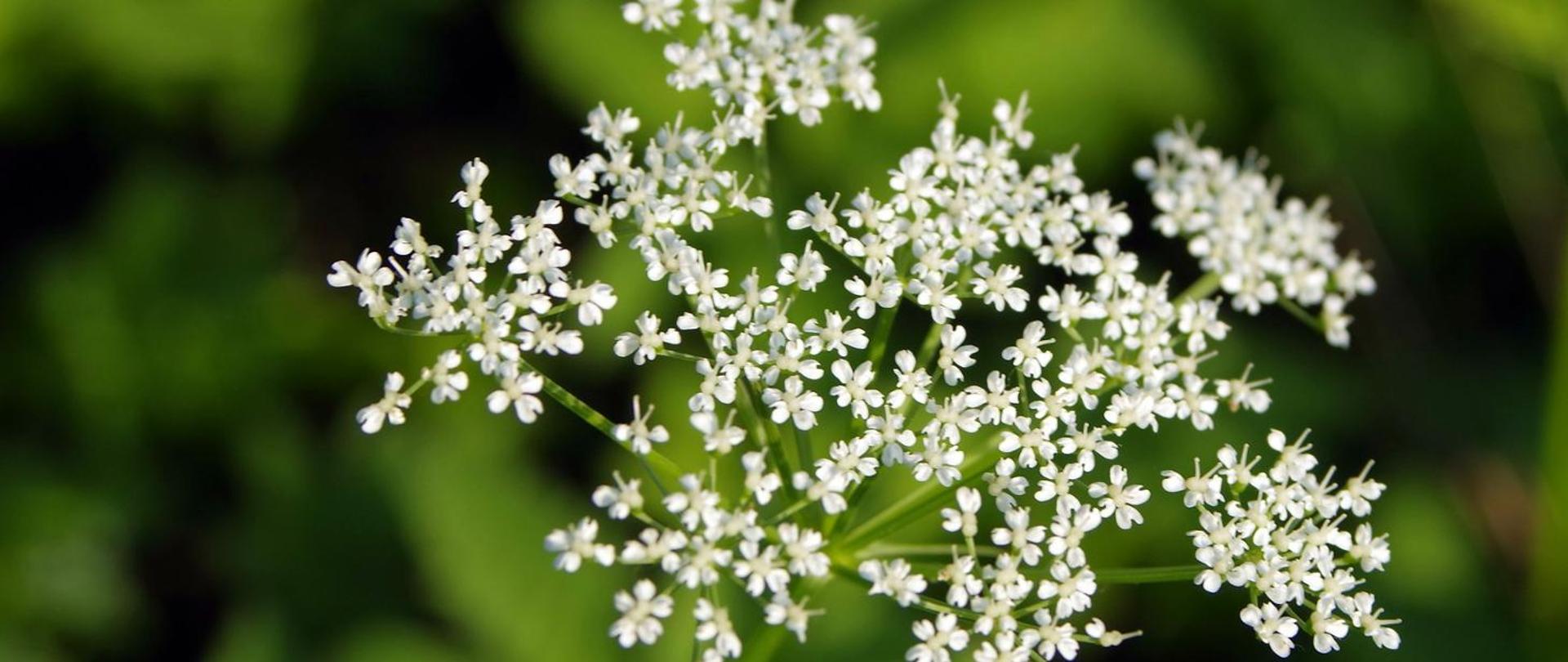 obraz przedstawiający kwiat barszczu Sosnowskiego 