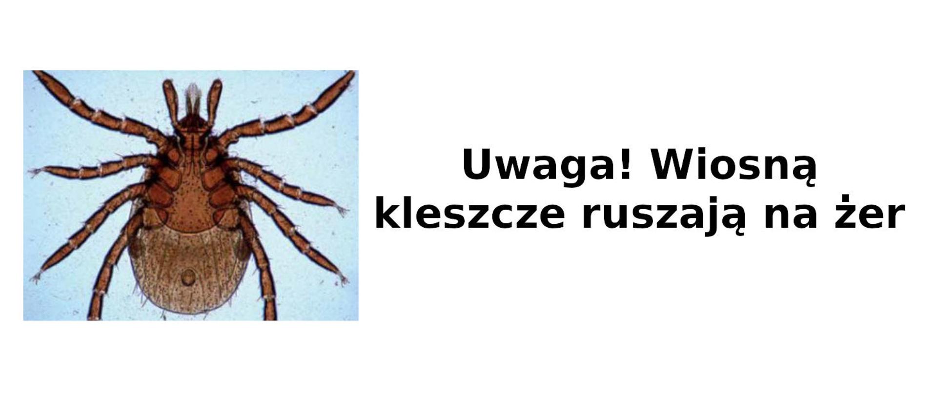 Uwaga! Wiosną kleszcze ruszają na żer