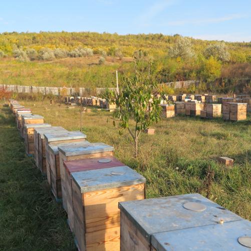 Na łące u podnóża wzgórza stoją ustawione w kilku rzędach drewniane ule