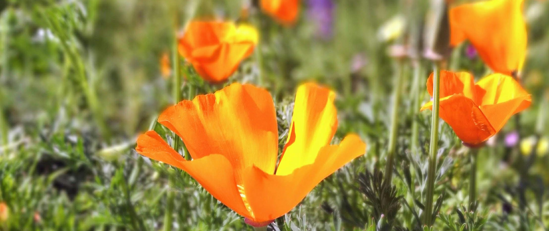 Zdjęcie przedstawia polne kwiaty na łące, na pierwszym planie rozkwitnięte maki