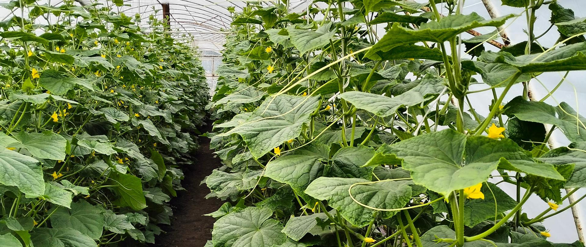 Zdjęcie przedstawia plantację ogórków pod osłonami podobnymi do szklarni.