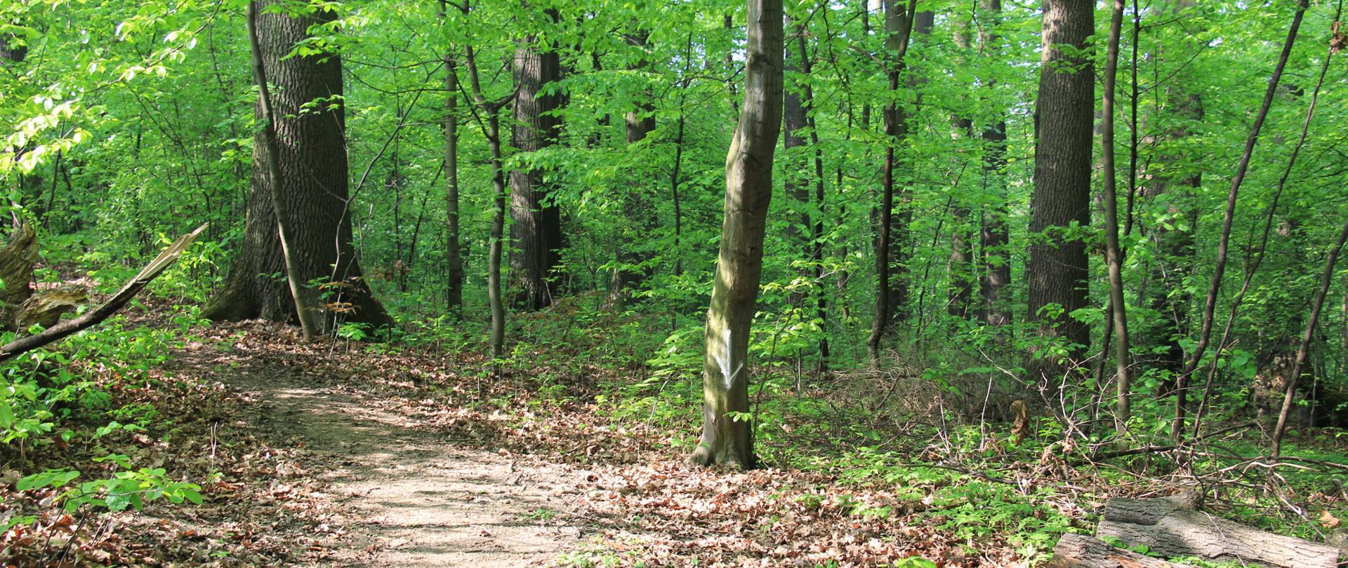 Zdjęcie przedstawia fragment znajdującego się w rezerwacie lasu