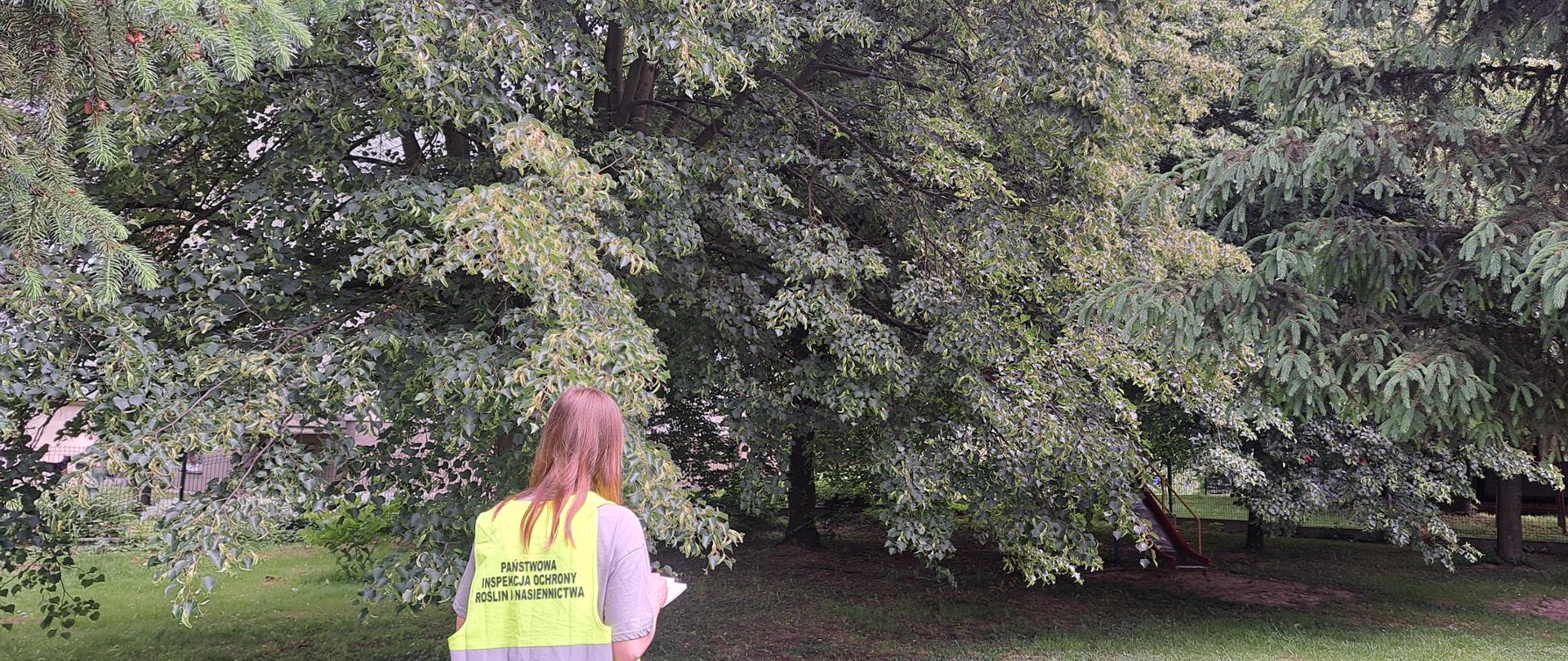 Zdjęcie przedstawia inspektora w trakcie lustracji terenów zielonych