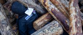 Kukła manekina przyciśnięta belami drewna