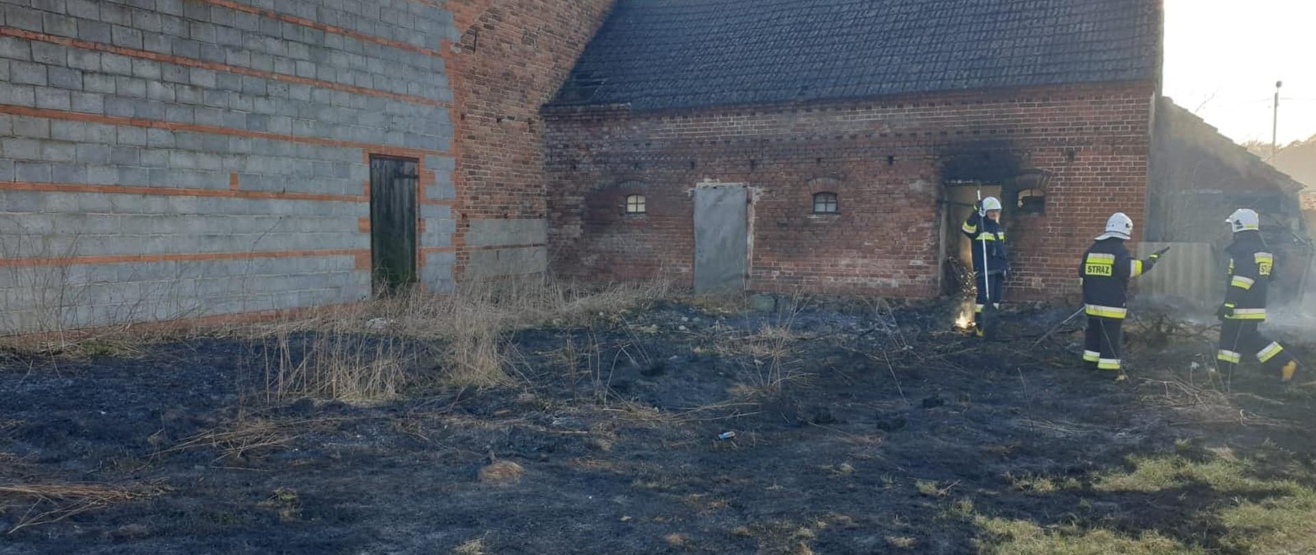 Zgubne wypalanie traw. Obszar wypalonej trawy wokół zabudowań gospodarskich. Z tego miejsca pożar rozprzestrzenił się na jeden z budynków. Trzech strażaków w białych hełmach dogasza pogorzelisko.