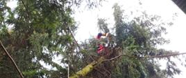 Na zdjęciu widać koronę drzewa. Pomiędzy gałęziami ratownik wysokościowy w czerwonym kombinezonie. Przy drzewie drabina i linki.