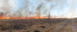 Zdjęcie przedstawia ścianę ognia palącej się suchej trawy na nieużytkach rolnych.