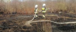 Na zdjęciu widać jak dwóch strażaków w białych hełmach przy użyciu linii gaśniczej dogaszają pogorzelisko