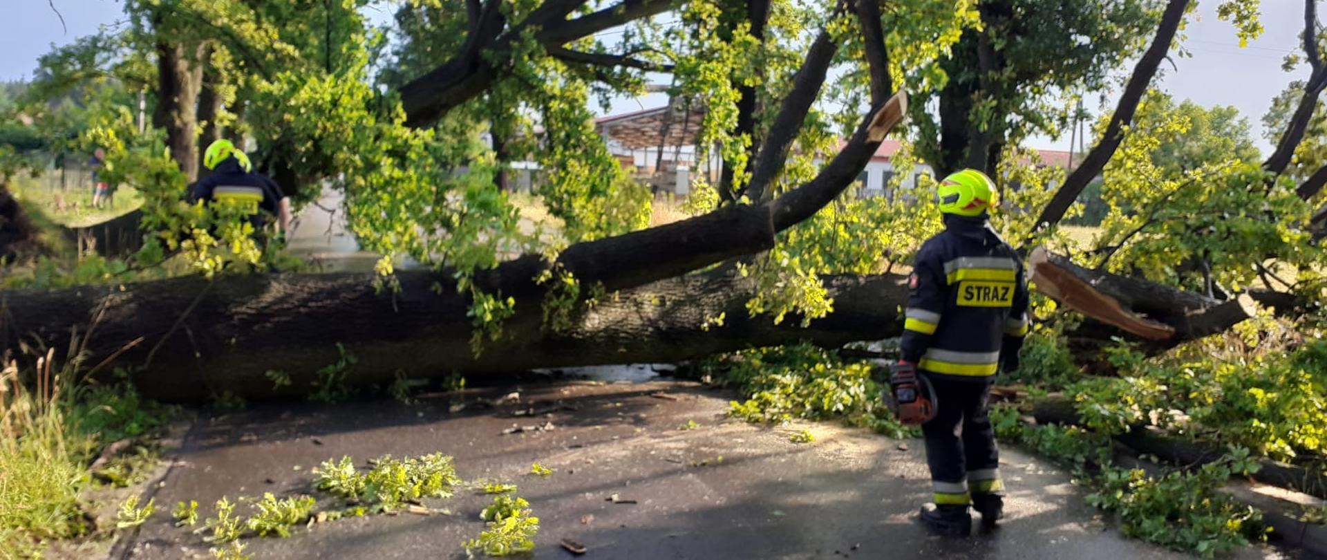 Zdjęcie przedstawia jedną z akcji na wskutek burzy jaka przeszłą przez powiat ostrzeszowski. Na zdjęciu widzimy powalone drzewo na drogę oraz strażaka z piłą mechaniczną przystępującego do działań.
Zdjęcie wykonane w porze dziennej na ulicy.