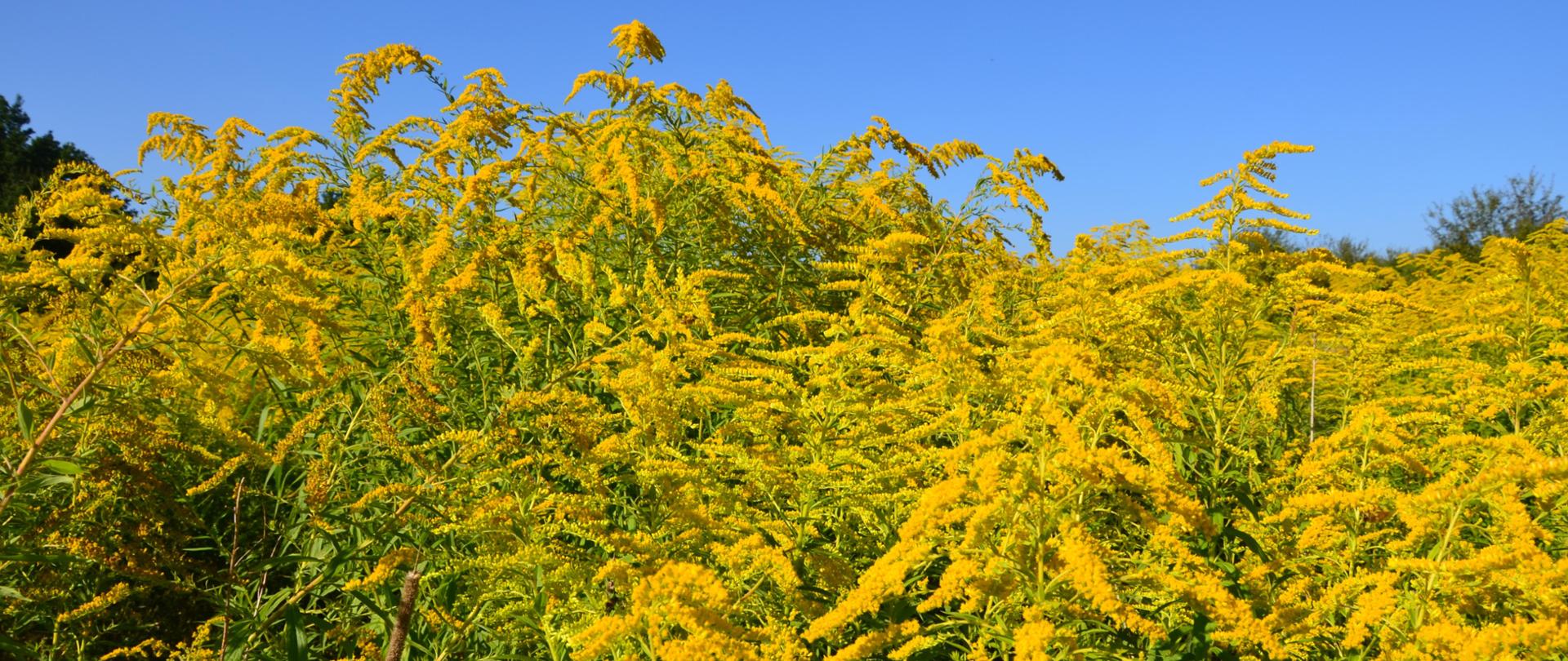 Obszar porośnięty rośliną o wysokich łodygach z zielonymi liśćmi i żółtych kwiatach. Na górze błękitne niebo. 