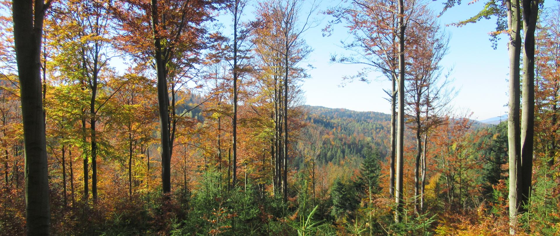 krajobraz leśny