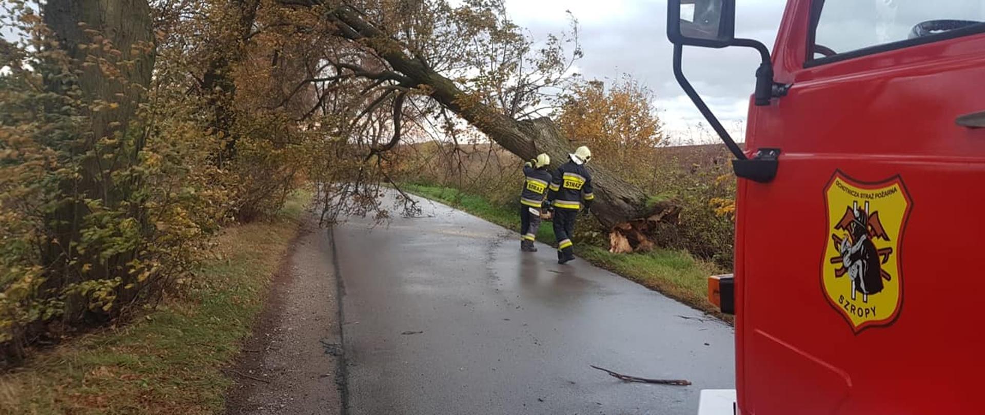 w kadrze widać przechylone drzewo nad drogą, dwóch ratowników OSP stara się udrożnić drogę, Z prawej strony zdjęcia widać kawałek pojazdu OSP Szropy.
