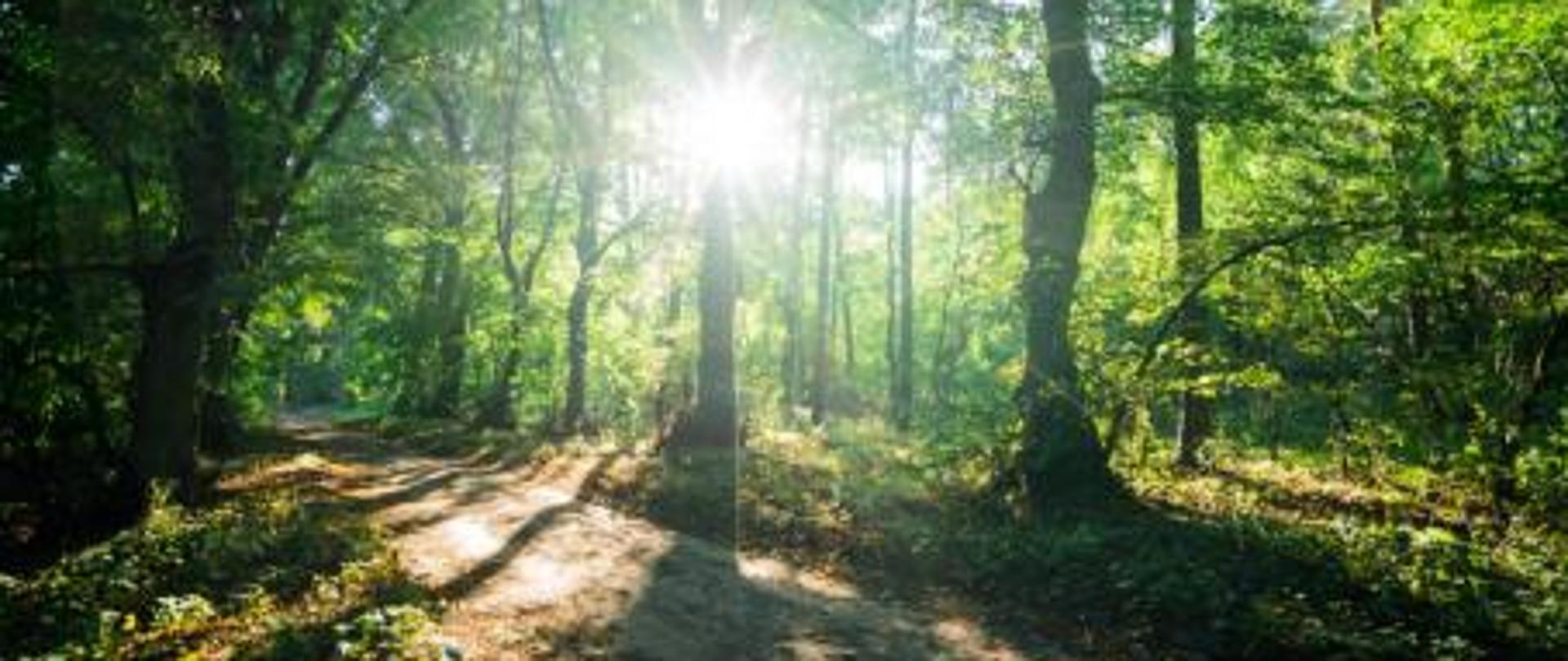 1. Droga pożarowa w lesie