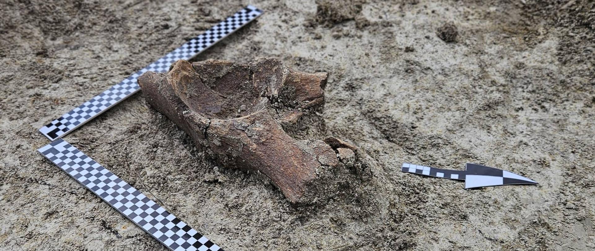 S17 Zamość Południe - Tomaszów Lubelski, odkryty przez archeologów fragment miednicy mamuta lub słonia leśnego. Fot. APB Thor