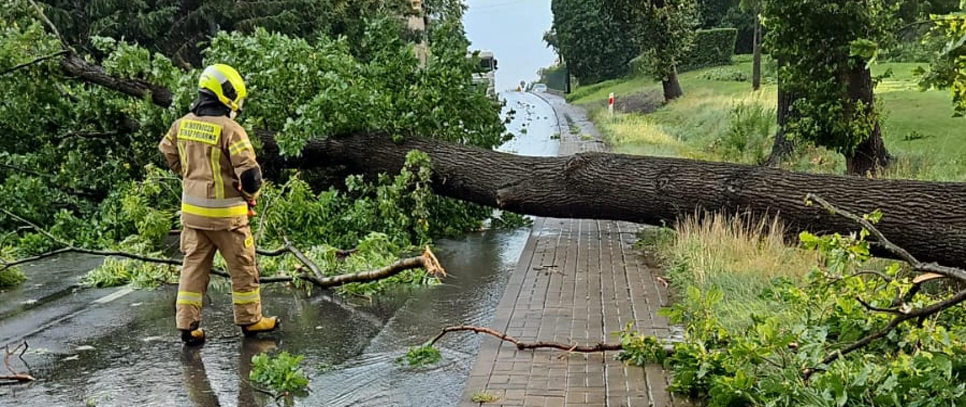 Strażak na tle powalonego drzewa