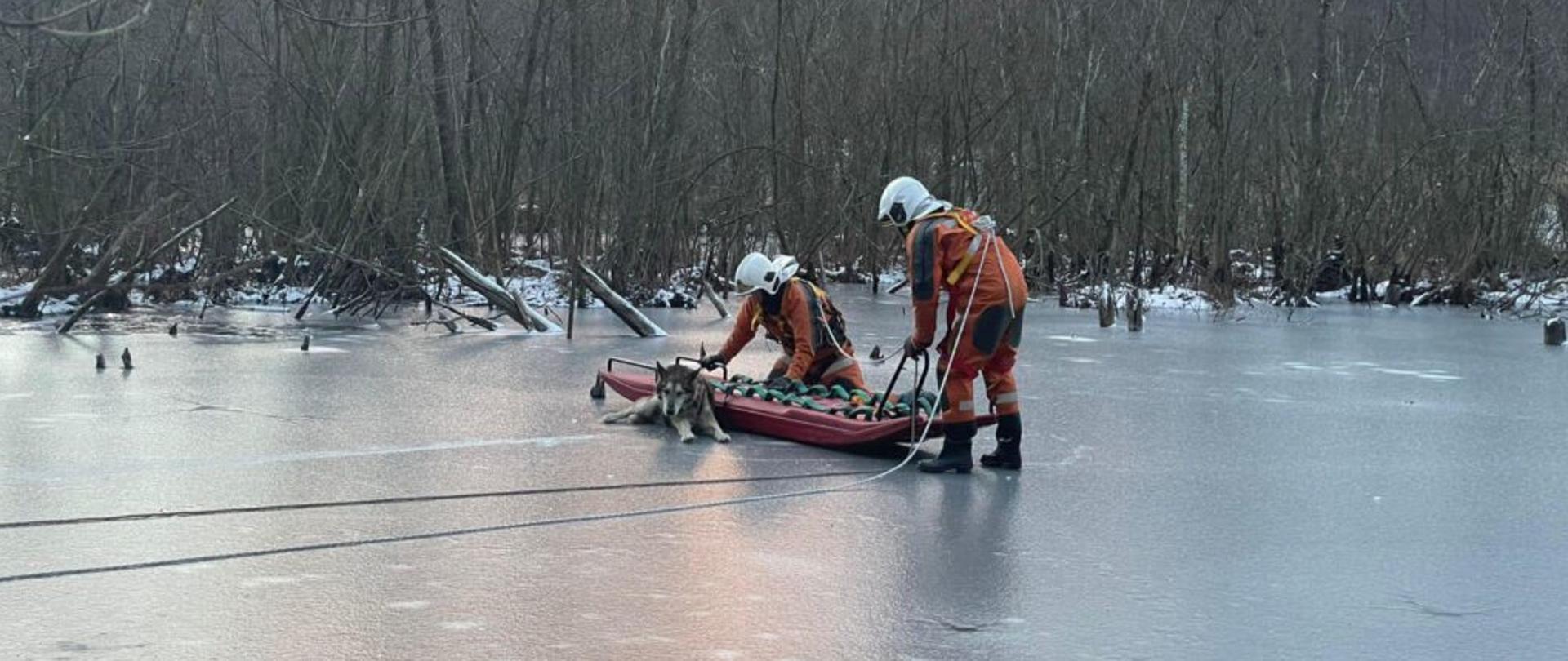 Dwóch strażaków podejmuje psa z zamarzniętego akwenu.W tle widać drzewa.