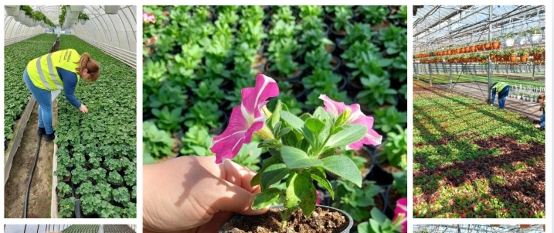 Inspektorzy podczas kontroli sadzonek roślinnych w tunelu foliowym