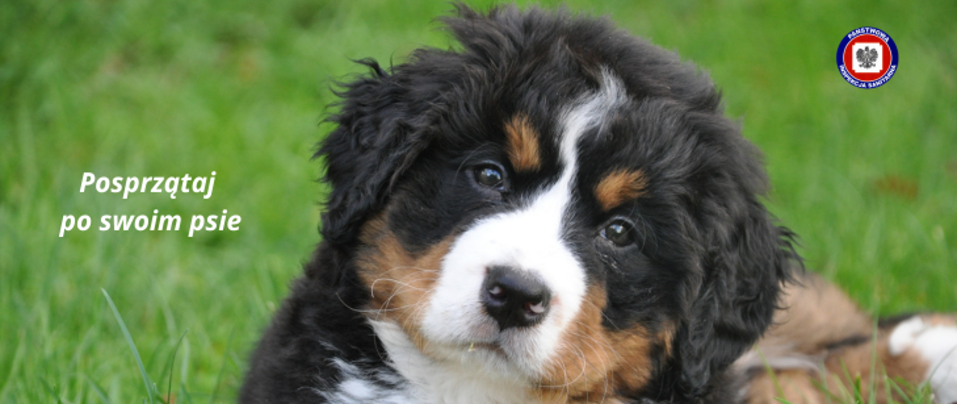 Na zielonej trawie leży młody piesek o czarno-brązowo-białym umaszczeniu, z jego lewej strony jasny napis Posprzątaj po swoim psie. w prawym górnym rogu logo Państwowej Inspekcji Sanitarnej.