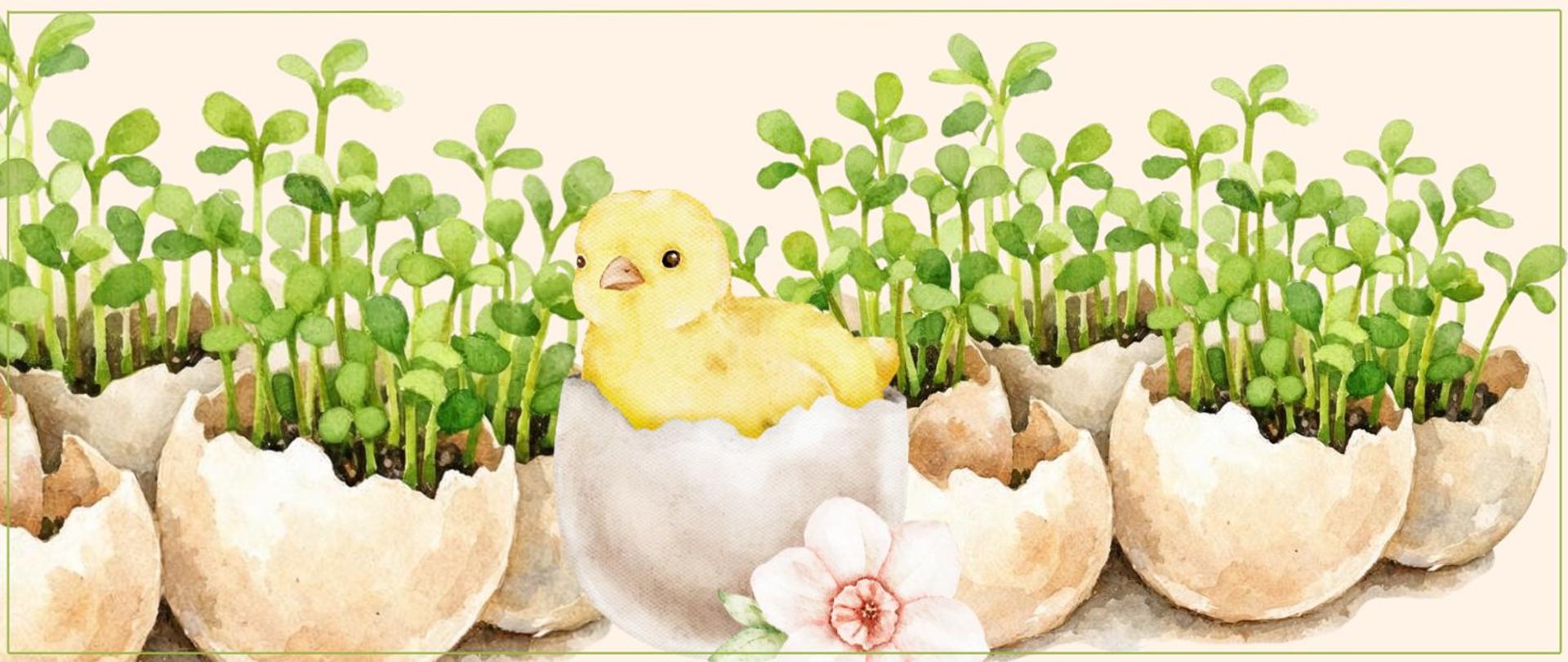 Grafika w delikatnym, akwarelowym stylu na jasnym tle z cienką zieloną ramką. W dolnej części widoczne są połówki skorupek jajek wypełnione świeżymi, zielonymi kiełkami. Pośrodku znajduje się żółte pisklę siedzące w skorupce, a obok niego jasnoróżowy kwiat. Całość utrzymana jest w wiosennej, pastelowej kolorystyce.