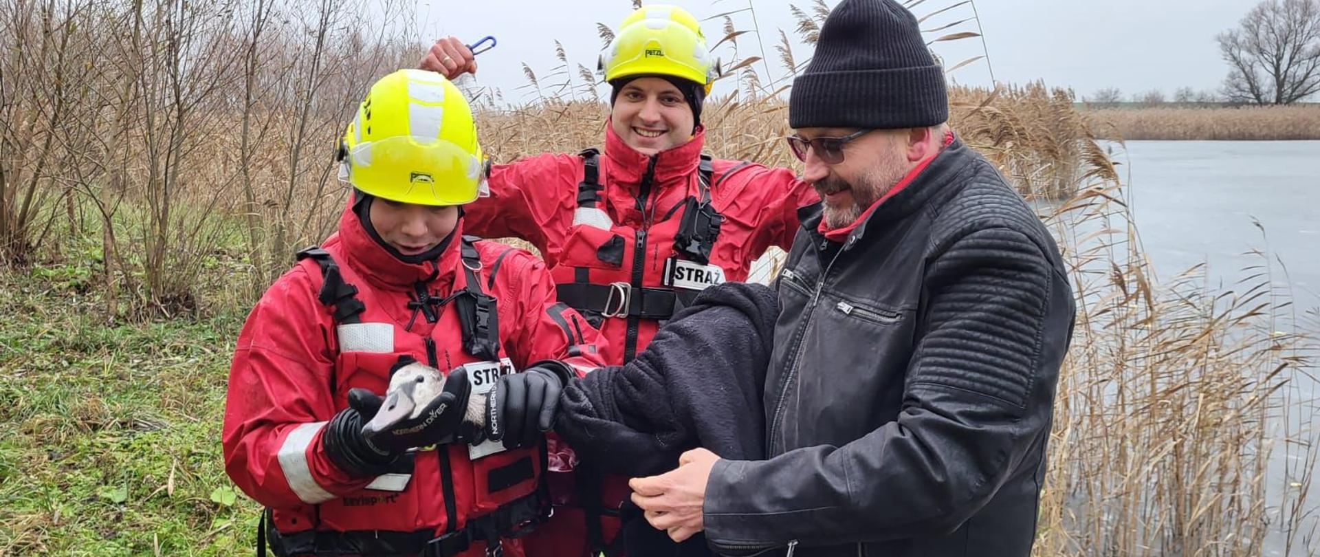 Strażacy uratowali rannego łabędzia
